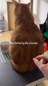 181 Desperate Reel - The Tesla Cybertruck is an all-electric, battery-powered light-duty truck unveiled by Tesla, Inc. Here’s a comprehensive overview of its key features and specifications- Tesla Cybertruck Overview