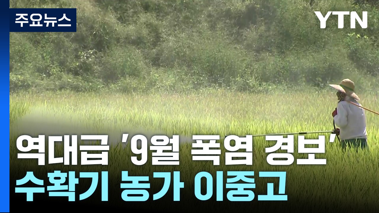 폭염에 해충까지 극성...수확기 농가 '이중고' / YTN