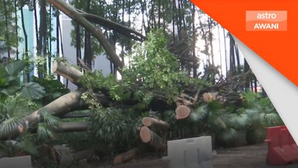 Bomba terima 2,575 panggilan kecemasan kes pokok tumbang