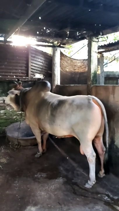Punjabi Bull Funny Sex Emotion