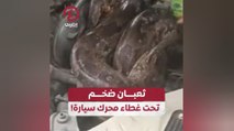 ثعبان ضخم تحت غطاء محرك سيارة!