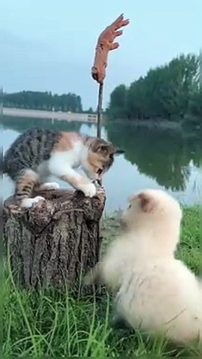 8. "Elevated dining for the cat, hopeful wishes for the dog. "