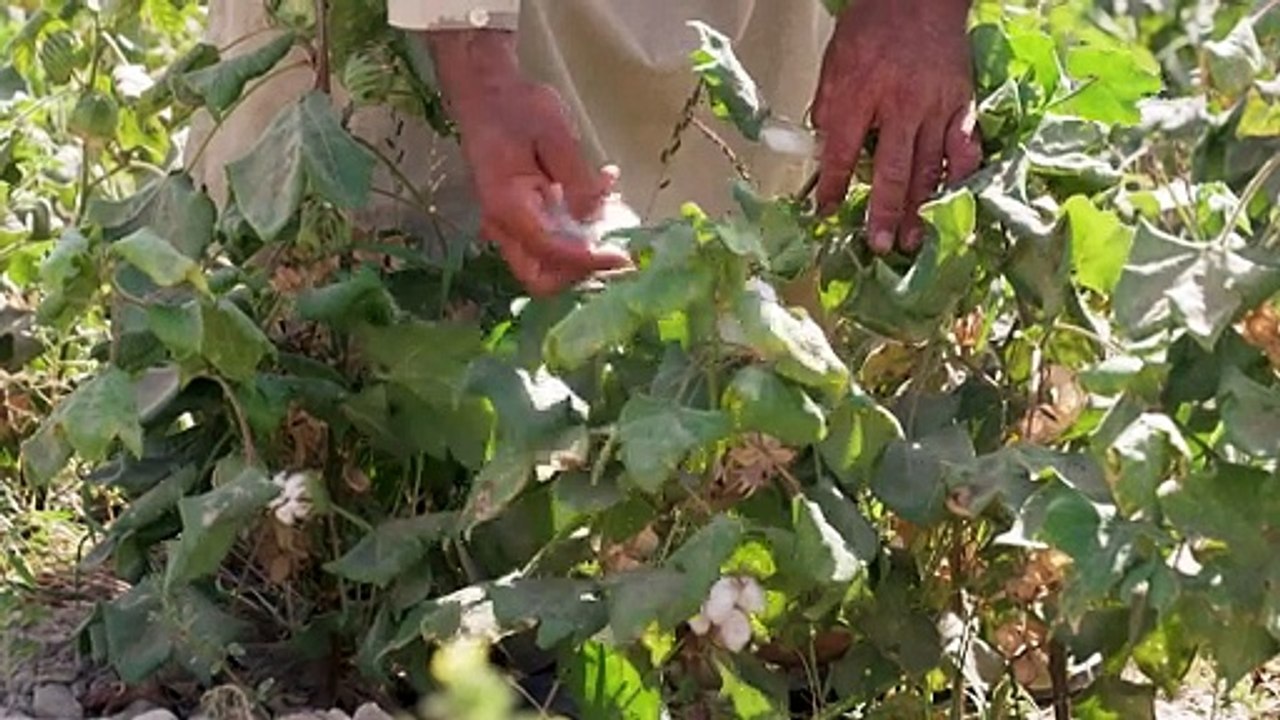 Afghan farmers struggle after poppy ban