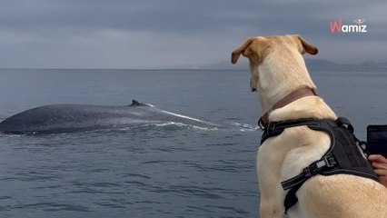 Ce chien observe l'animal le plus rare de toute la planète : 359K internautes sont scotchés sur place (vidéo)