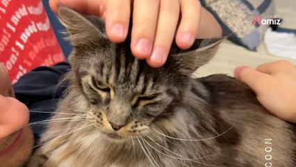 Dès qu'elle est mécontente, cette chatte Maine Coon sait l'indiquer grâce à un son très original (vidéo)