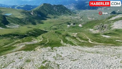 Arsiyan Yaylası'nda Anne ve Yavru Boz Ayı Görüntülendi
