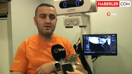 Yemek Borusu Genişleyen Kedinin Tavuk Sesleri Şaşırttı