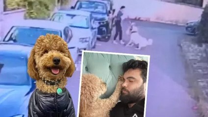 Ataşehir’de tasmasız kangal köpeğin saldırdığı köpek öldü, sahibi kalp krizi geçirdi