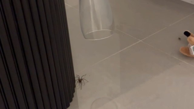 Chaotic moment: Terrifying spider invasion leaves couple in panic and chaos