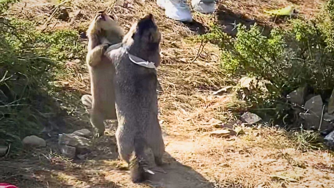 Ein moment, in dem sich touristen um ein murmeltierpaar scharen - um sie kämpfen zu sehen