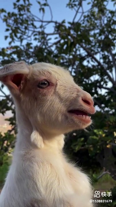  Goat funny shorts for