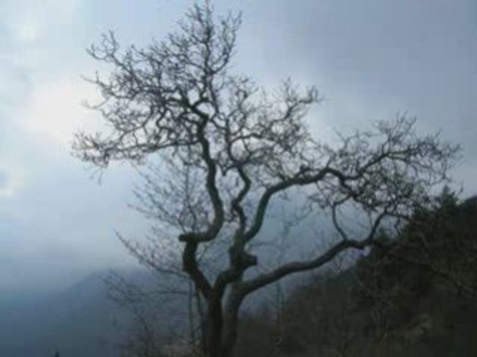 Les arbres