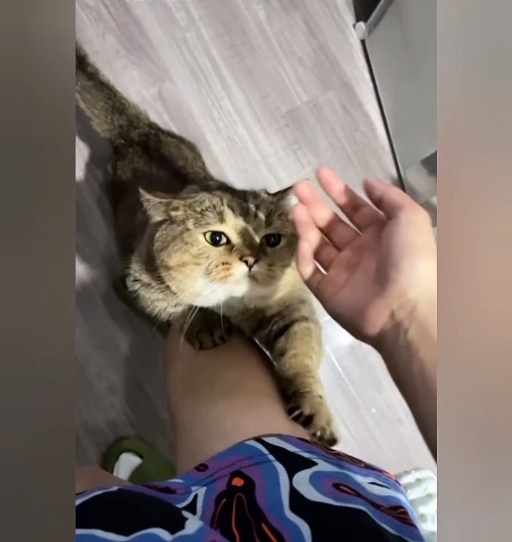 ⁣Funniest Animals | Cute Animal |