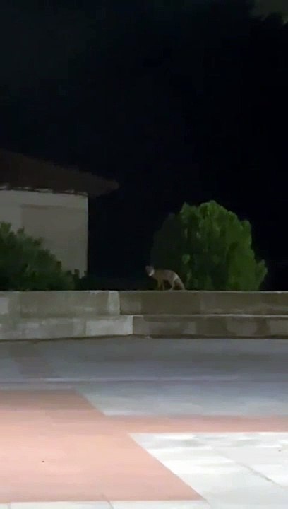 Un zorro merodeando por la plaza de la iglesia de Usanos