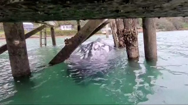 Nouvelle-Zélande : une jetée démontée pour libérer une baleine
