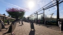 Edinburgh Zoo’s penguins go for a Wee Waddle each weekend