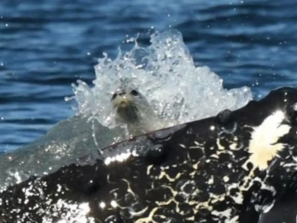 Bizarres schauspiel: wal verschluckt fast eine robbe