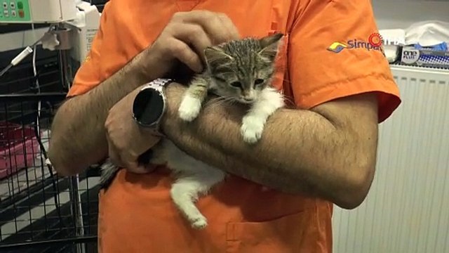 Eskişehir'de tavuk gibi gıdaklama sesi çıkaran kedi görenleri şaşırttı