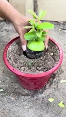 How to Grow Apple Trees in Your Backyard! (2024)