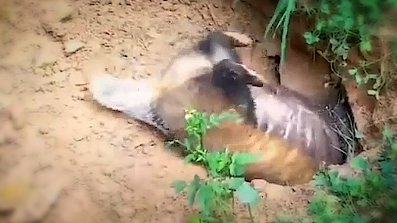 Fat badger gets stuck in its own burrow at a wildlife park in Kunming, China