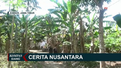 Скачать видео: Ciptakan Ide Bisnis dari Dapur Rumah, Ibu di Jember Sulap Batang Pisang Jadi Camilan Keripik Lezat