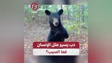 دب يسير مثل الإنسان، فما السبب؟