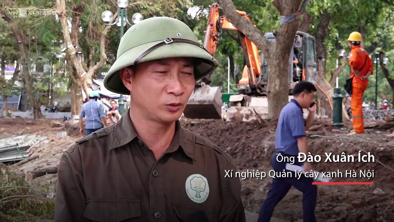 Cứu sưa đỏ bị bão quật đổ trên phố