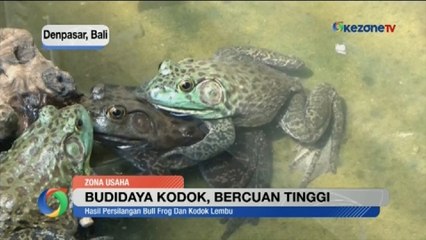 Memanfaatkan Lahan Minimalis untuk Budidaya Kodok Bercuan Tinggi