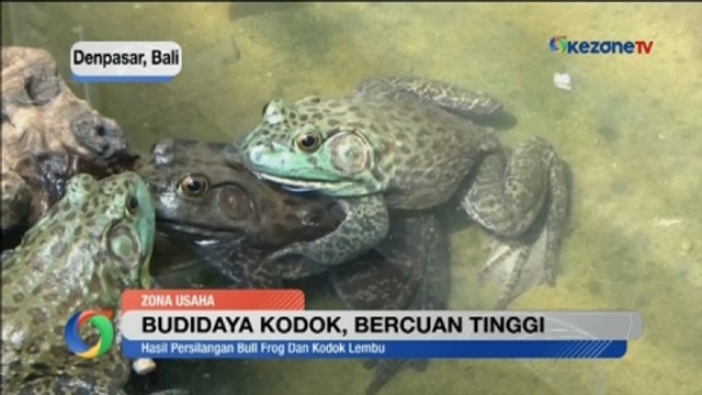 Memanfaatkan Lahan Minimalis untuk Budidaya Kodok Bercuan Tinggi