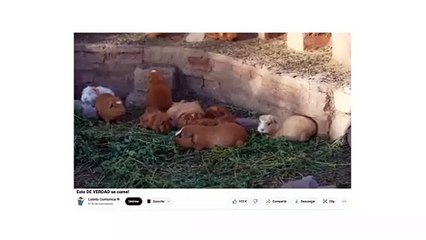 Luisito Comunica crea sus propias crocs y se inspira en la diablada boliviana