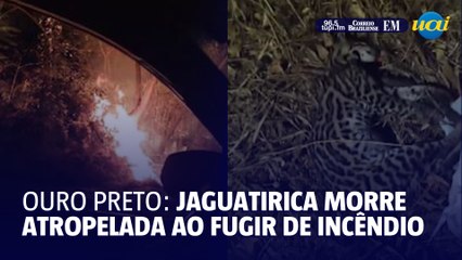 Jaguatirica morre atropelada ao fugir de queimada em Ouro Preto