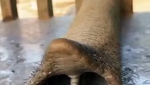 Proboscis