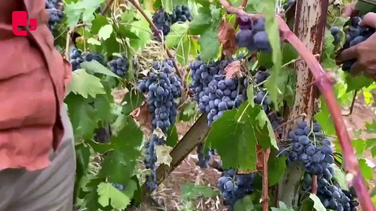 Malatya’da üzüm üreticisi dertli...'Bize bu işi yapmayın diyorlar'