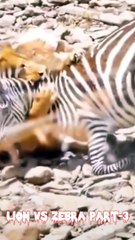 Tiger trying to hunt down the Zebra