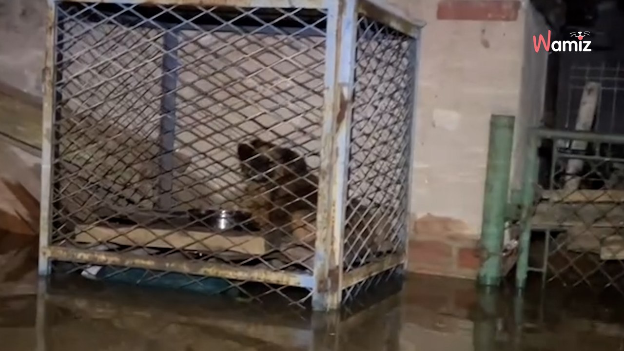 Pies dryfował w budzie z nurtem fali, inny uwięziony w zalewanej wodą klatce. Dramaty zwierząt podczas powodzi