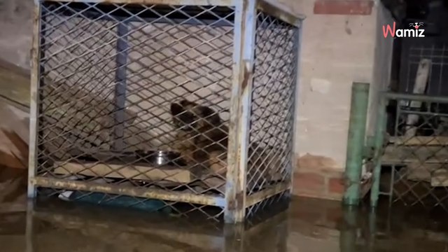 Pies dryfował w budzie z nurtem fali, inny uwięziony w zalewanej wodą klatce. Dramaty zwierząt podczas powodzi