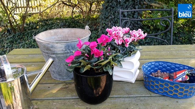 Roland Motte, jardinier : le cyclamen, un enchantement pour les yeux
