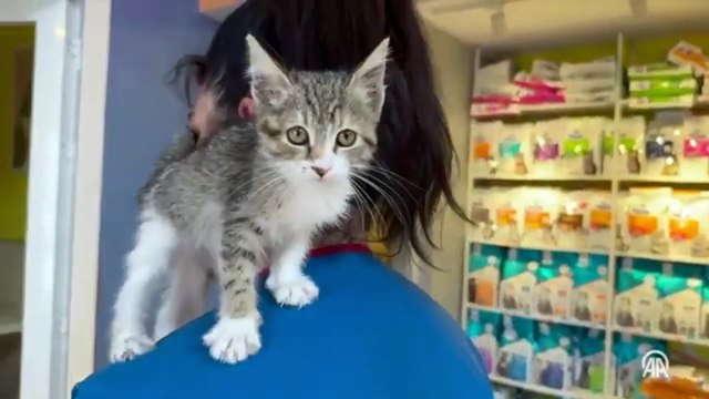 Tavuk gibi ses çıkaran kedi tedavi altına alındı!