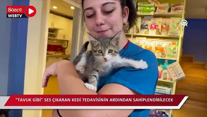 "Tavuk gibi" ses çıkaran kedi tedavisinin ardından sahiplendirilecek