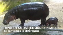Hipopótamos: ¿común o pigmeo?. Te explicamos la diferencia