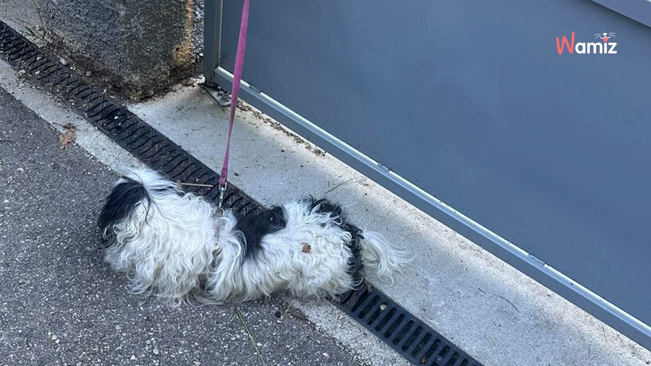 Isère : ils remarquent une boule de poils devan...