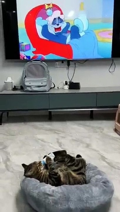 funny cats episode 156