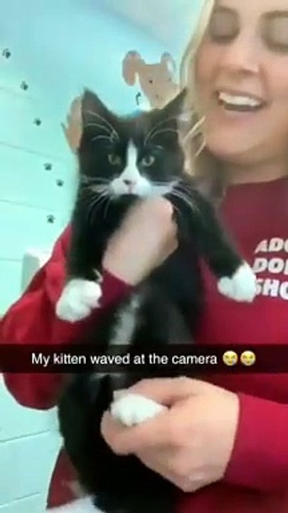 funny cats episode 157