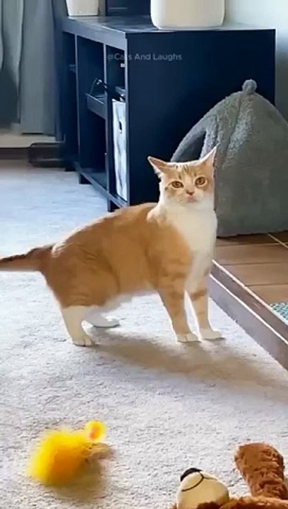 funny cats episode 158