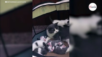 La reacción de esta mamá gata al ataque de sus 7 gatitos se hace viral (Vídeo)
