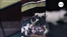 La reacción de esta mamá gata al ataque de sus 7 gatitos se hace viral (Vídeo)