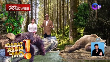 Mga oso, may pagkakataon na hindi raw dumudumi o umiihi | Dapat Alam Mo!