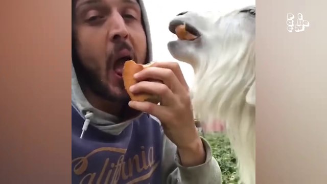 Funniest Farm Animals | Animals Funny Moments | Family Entertainment | Hilarious Pets | Comedy | Fun |