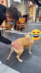 Funniest Animals | Cute Cats And Pets|