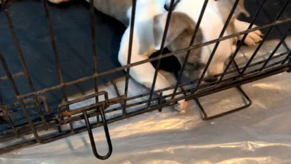 Heartwarming video of enthusiastic pup with Swimmer’s Syndrome moving around without any worries